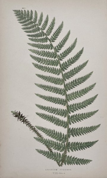 click for detailed image Fern VIII.jpg